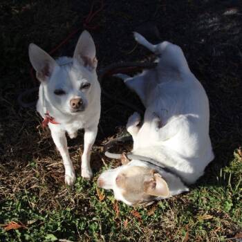 Rescue Chihuahua Dogs for Adoption in Quakertown, Pennsylvania - Chico Bonded To Lilly | PetCurious
