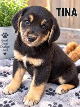 Tina -  Labrador Retriever Dog for Adoption in Lucas, Texas - Tina | PetCurious