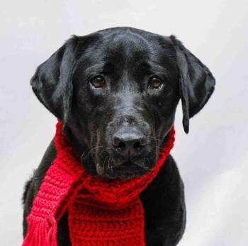 Labrador Retriever Dogs Available for Adoption - Jack | PetCurious