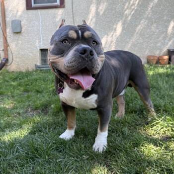 Nino -  Pit Bull Terrier Dog for Adoption in Minneapolis, Minnesota - Nino | PetCurious