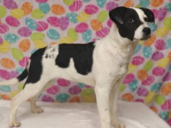 Australian Shepherd Dogs Available for Adoption in West Palm Beach, Florida - Paris | PetCurious