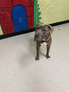 Pit Bull Terrier Dogs Available for Adoption in Indianapolis, Indiana - MARGARET | PetCurious