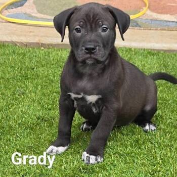 Rescue Black Labrador Retriever and Australian Shepherd Dogs for Adoption in Austin, Texas - Grady DD | PetCurious