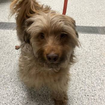 Terrier Dogs Available for Adoption in Reno, Nevada - Buster | PetCurious