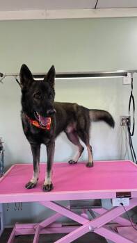 Rescue German Shepherd Dog Dogs for Adoption in Darien, Georgia - Sully | PetCurious