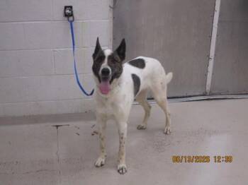 Leo (848) -  Shepherd and Siberian Husky Dog for Adoption in Marietta, Georgia - Leo (848) | PetCurious
