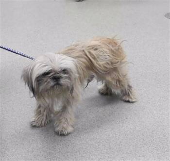 CHATO -  Lhasa Apso and Mixed Breed Dog for Adoption in Omaha, Nebraska - CHATO | PetCurious