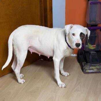 Mixed Breed Dogs Available for Adoption - Rori 22315 | PetCurious