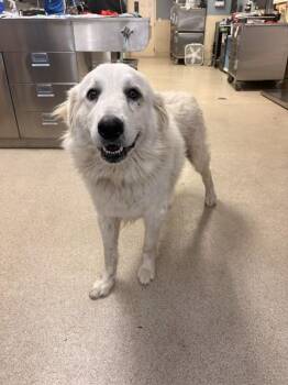 Great Pyrenees and Mixed Breed Dogs Available for Adoption in Riverside, California - CHEWY | PetCurious