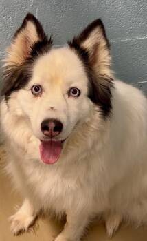 Sesi -  Siberian Husky and Mixed Breed Dog for Adoption in Blountville, Tennessee - Sesi | PetCurious