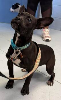 Zeula -  French Bulldog Dog for Adoption in Carmel Hamlet, New York - Zeula | PetCurious