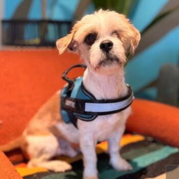 Havanese Dogs Available for Adoption in Tacoma, Washington - Pugsley | PetCurious