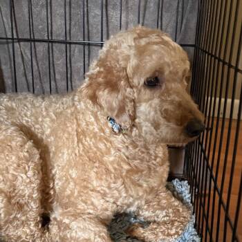Rooney -  Miniature Poodle and Golden Retriever Dog Available for Adoption in Sinking Spring, Pennsylvania - Rooney | PetCurious