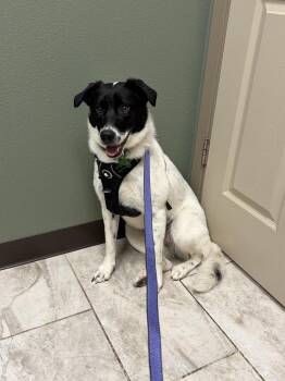 Border Collie Dogs Available for Adoption in Lucas, Texas - Olive #1232 | PetCurious