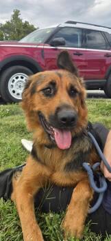 Rescue German Shepherd Dog Dogs for Adoption in Chesterfield, Missouri - Josie | PetCurious