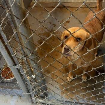 coraline -  Labrador Retriever Dog for Adoption in Gadsden, Alabama - Coraline | PetCurious
