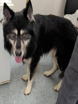 LOGAN -  German Shepherd Dog and Mixed Breed Dog for Adoption in Rowlett, Texas - LOGAN | PetCurious