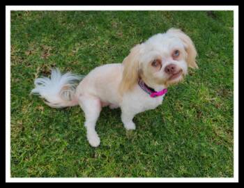 Rescue Shih Tzu and Pug Dogs for Adoption in Winchester, California - BUFFY (PLEASE Submit An Application @ Southernstaranimalrescue.o | PetCurious
