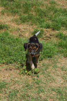 Penny -  Beagle and Australian Cattle Dog Blue Heeler Dog Available for Adoption in Dale City, Virginia - Penny | PetCurious