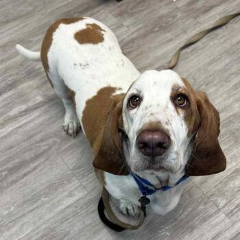 Rescue Basset Hound Dogs for Adoption in Grand Forks, North Dakota - Buck | PetCurious