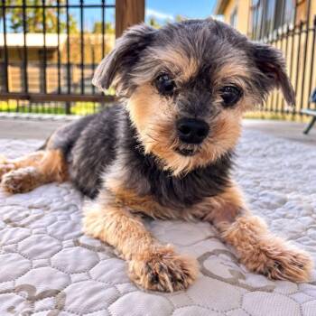 Rogan -  Yorkshire Terrier and Mixed Breed Dog for Adoption in Houston, Texas - Rogan | PetCurious