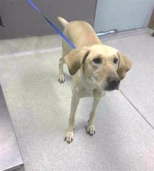 WILLOW -  Labrador Retriever and Treeing Walker Coonhound Dog for Adoption in Tallahassee, Florida - WILLOW | PetCurious
