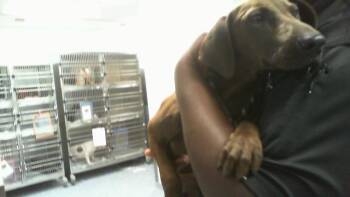 HALLIE -  Mixed Breed Dog for Adoption in Charlotte, North Carolina - HALLIE | PetCurious