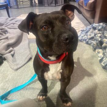 Gemma -  Beagle and Pit Bull Terrier Dog for Adoption in Spring Hill, Kansas - Gemma | PetCurious