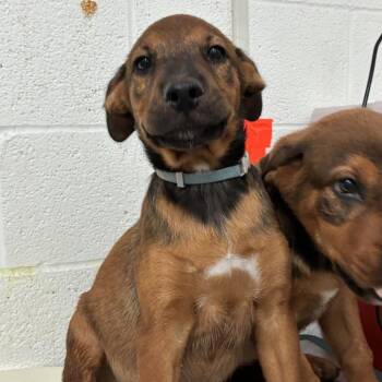 Chase -  Shepherd Dog for Adoption in Edinburg, Texas - Chase | PetCurious