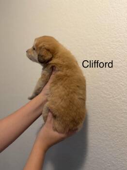 Anatolian Shepherd and Great Pyrenees Dogs Available for Adoption - Clifford  | PetCurious