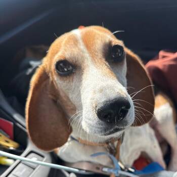 Beagle Dogs Available for Adoption - Bunny | PetCurious