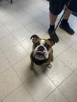 Jax -  Pit Bull Terrier and Boxer Dog for Adoption in New Cumberland, West Virginia - Jax | PetCurious