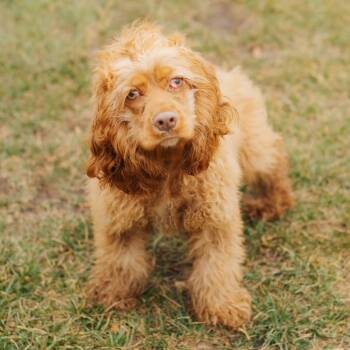 Rescue Cocker Spaniel Dogs for Adoption in Northbrook, Illinois - Doby | PetCurious