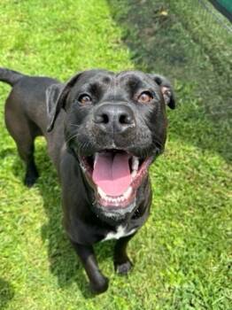 Rescue Labrador Retriever and Mixed Breed Dogs for Adoption in Cumming, Georgia - Seagull 713-25 | PetCurious