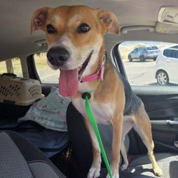 Eliza -  Hound and Mixed Breed Dog for Adoption in Grand Junction, Colorado - Eliza | PetCurious