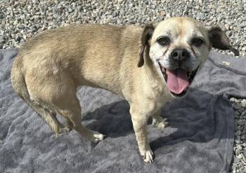 Polly the Puggle -  Pug and Beagle Dog for Adoption in Leadville, Colorado - Polly The Puggle | PetCurious
