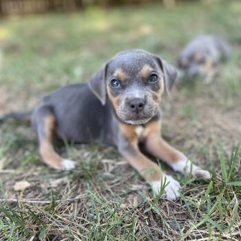 Sriracha -  Beagle and Saint Bernard Dog for Adoption in Rock Hill, South Carolina - Sriracha | PetCurious
