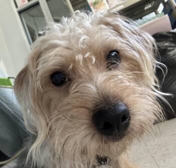 Fabio -  Yorkshire Terrier and Silky Terrier Dog for Adoption - Fabio | PetCurious