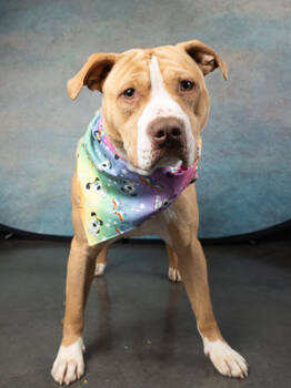 Rescue American Staffordshire Terrier and Mixed Breed Dogs for Adoption in Atlanta, Georgia - Primo | PetCurious