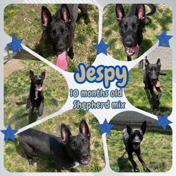 Shepherd Dogs Available for Adoption in Franklin, Indiana - Jespy | PetCurious