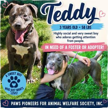 TEDDY -  American Staffordshire Terrier Dog for Adoption in Huntington, New York - TEDDY | PetCurious