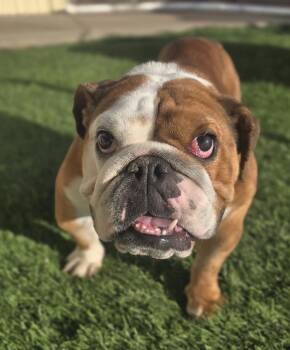 English Bulldog Dogs Available for Adoption - Allsortz | PetCurious