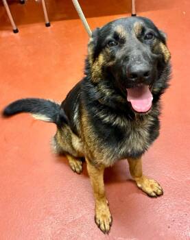 German Shepherd Dog Dogs Available for Adoption - Tapas | PetCurious