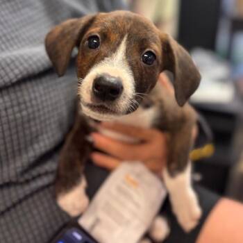 Ethel -  Mixed Breed Dog for Adoption in Springboro, Ohio - Ethel | PetCurious