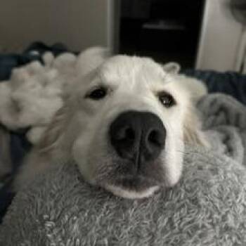 Nyla -  Great Pyrenees Dog for Adoption in Livingston, Texas - Nyla | PetCurious