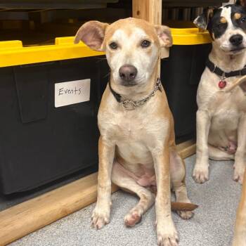 Mixed Breed Dogs Available for Adoption in Wheeling, Illinois - Ube | PetCurious