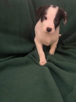 Rescue Labrador Retriever and Border Collie Dogs for Adoption in Henderson, Nevada - Emi | PetCurious