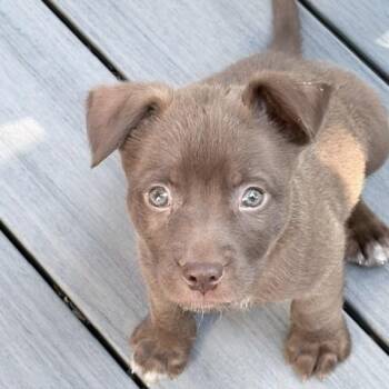 Yogi -  Labrador Retriever Dog for Adoption in Aurora, Illinois - Yogi | PetCurious