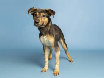 HALEY -  Australian Cattle Dog Blue Heeler Dog for Adoption in Phoenix, Arizona - HALEY | PetCurious