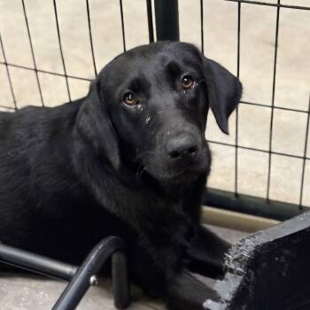 Buckshot Bubba -  Labrador Retriever Dog for Adoption in Columbia, South Carolina - Buckshot Bubba | PetCurious